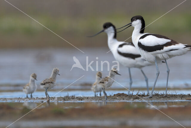 Pied Avocet (Recurvirostra avosetta)