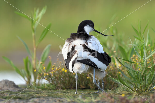 Pied Avocet (Recurvirostra avosetta)