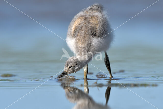 Pied Avocet (Recurvirostra avosetta)