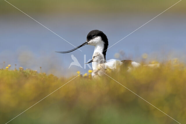 Pied Avocet (Recurvirostra avosetta)