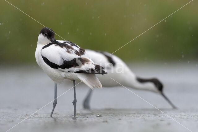 Pied Avocet (Recurvirostra avosetta)