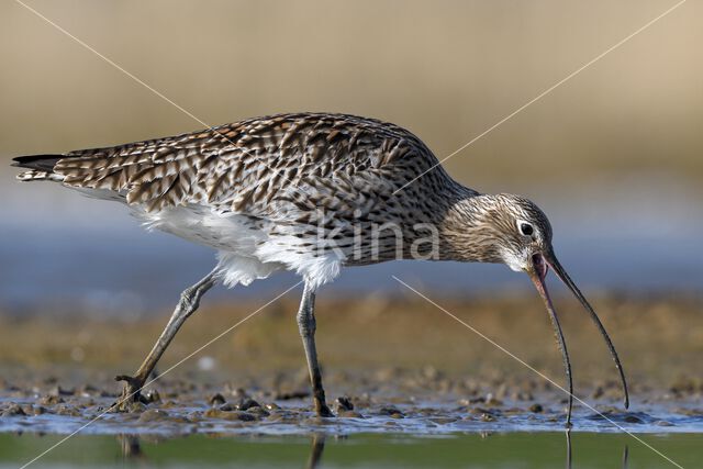 Eurasian Curlew (Numenius arquata)