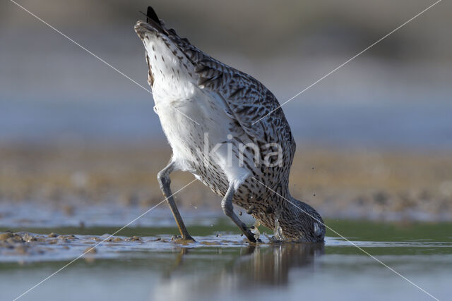 Wulp (Numenius arquata)