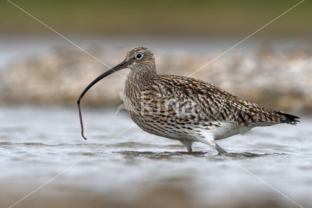 Eurasian Curlew (Numenius arquata)