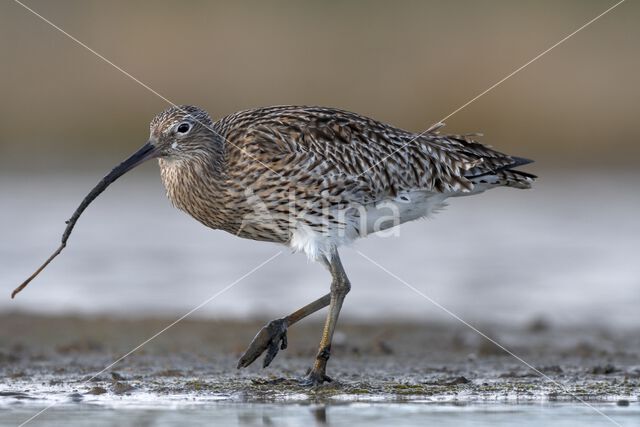 Eurasian Curlew (Numenius arquata)