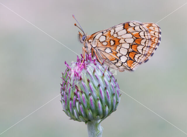 Bosparelmoervlinder (Melitaea athalia)