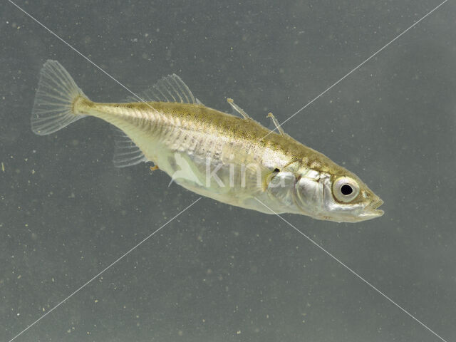 Three-spined stickleback (Gasterosteus aculeatus aculeatus)