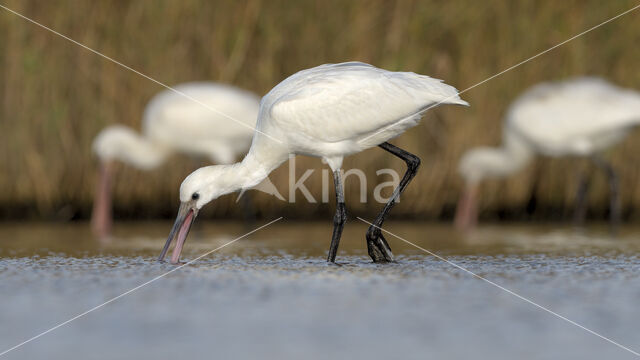 Eurasian Spoonbill (Platalea leucorodia)