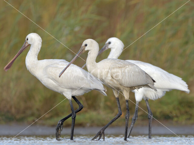 Eurasian Spoonbill (Platalea leucorodia)