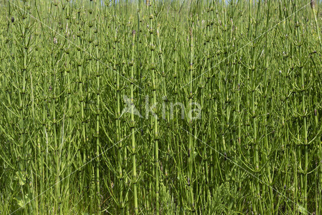 Marsh Horsetail (Equisetum palustre)