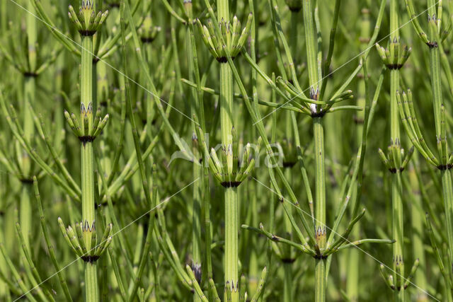 Lidrus (Equisetum palustre)