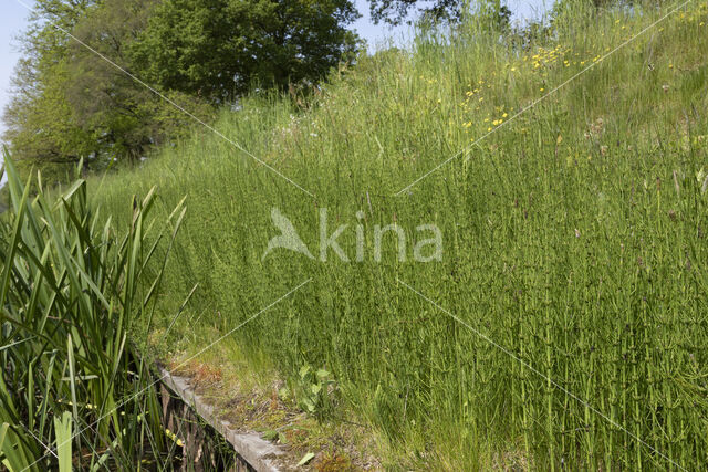 Marsh Horsetail (Equisetum palustre)