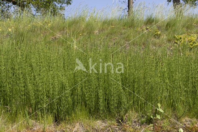 Lidrus (Equisetum palustre)