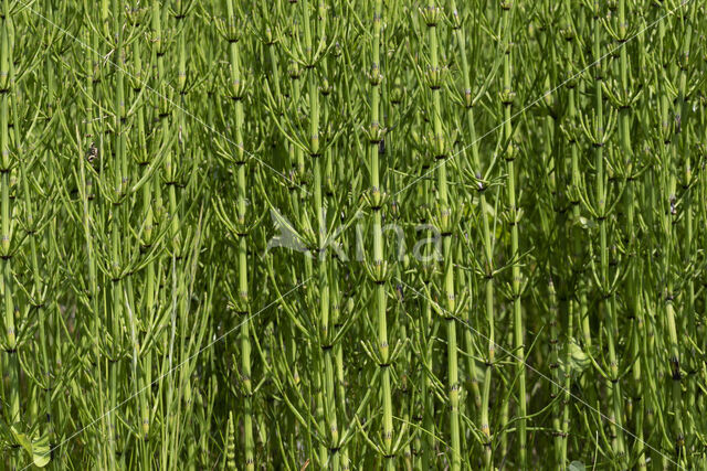 Lidrus (Equisetum palustre)