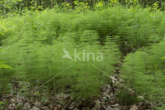 Bospaardenstaart (Equisetum sylvaticum)
