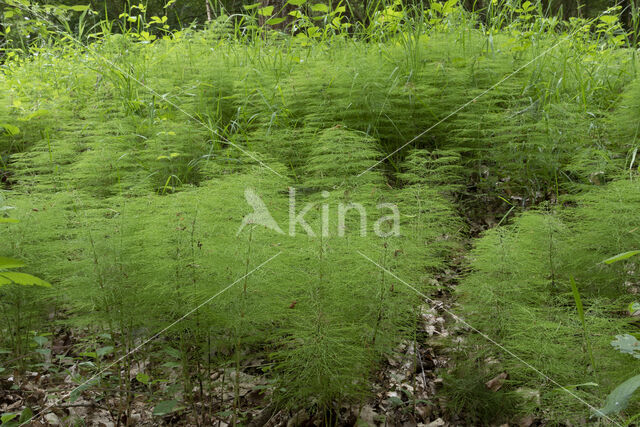 Bospaardenstaart (Equisetum sylvaticum)
