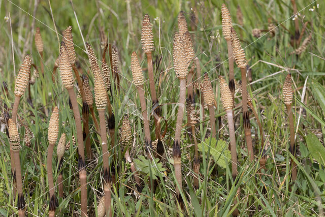 Field Horsetail (Equisetum arvense)