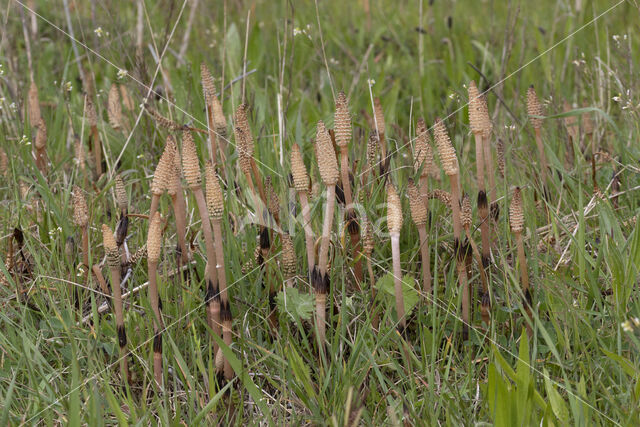 Field Horsetail (Equisetum arvense)
