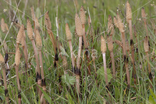 Heermoes (Equisetum arvense)