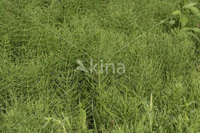 Heermoes (Equisetum arvense)