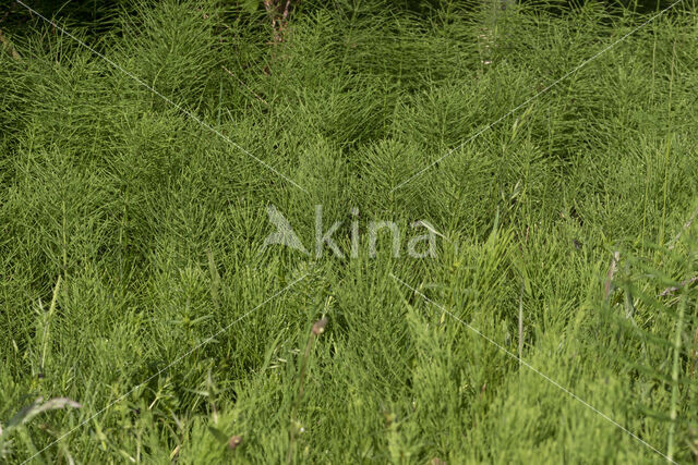 Heermoes (Equisetum arvense)