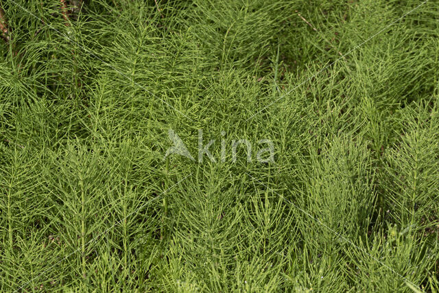 Field Horsetail (Equisetum arvense)