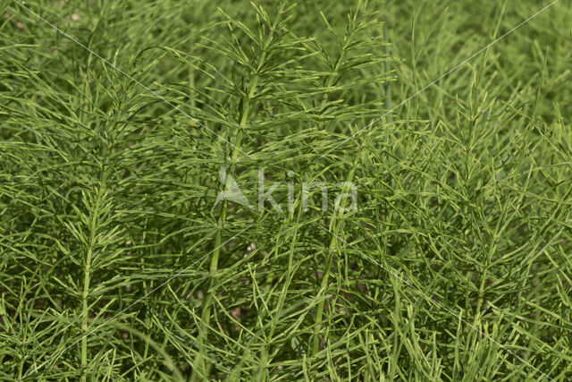 Field Horsetail (Equisetum arvense)
