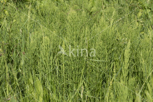 Field Horsetail (Equisetum arvense)