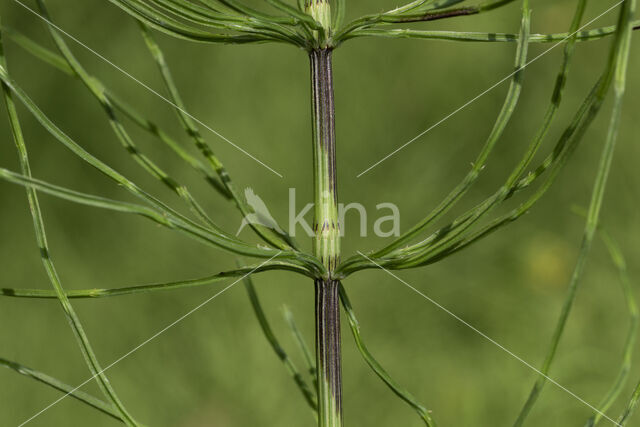 Heermoes (Equisetum arvense)