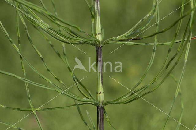 Heermoes (Equisetum arvense)