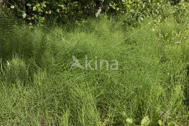Field Horsetail (Equisetum arvense)