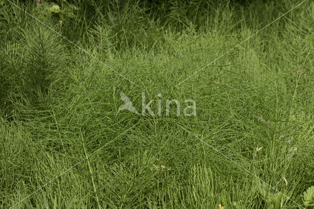 Field Horsetail (Equisetum arvense)