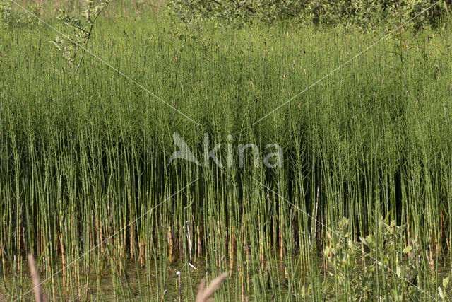 Holpijp (Equisetum fluviatile)