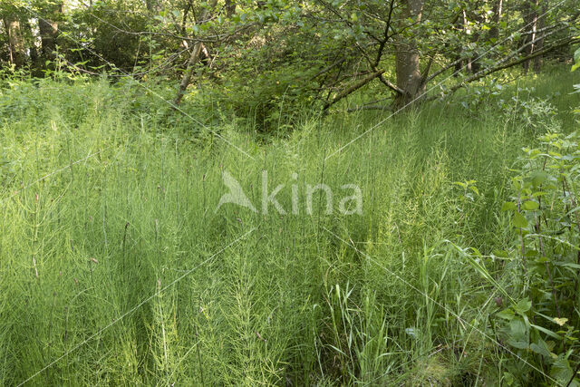 Waterhorsetail (Equisetum fluviatile)