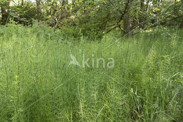Waterhorsetail (Equisetum fluviatile)