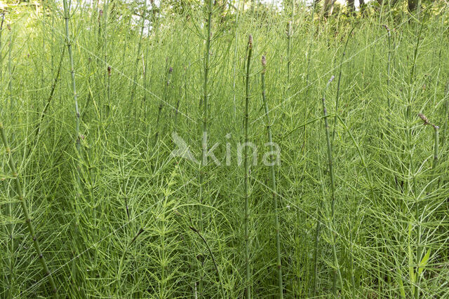 Holpijp (Equisetum fluviatile)