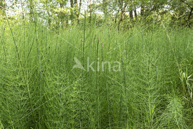 Waterhorsetail (Equisetum fluviatile)