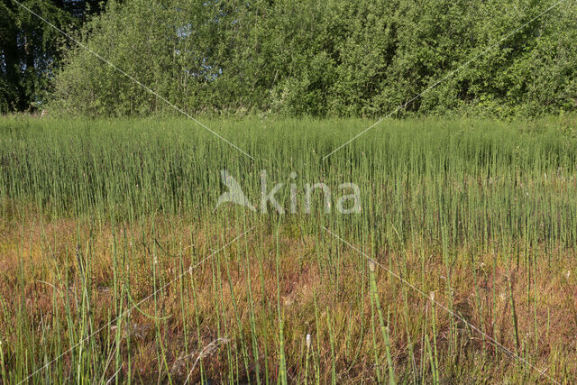 Waterhorsetail (Equisetum fluviatile)