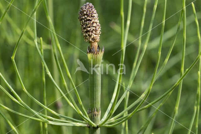 Waterhorsetail (Equisetum fluviatile)