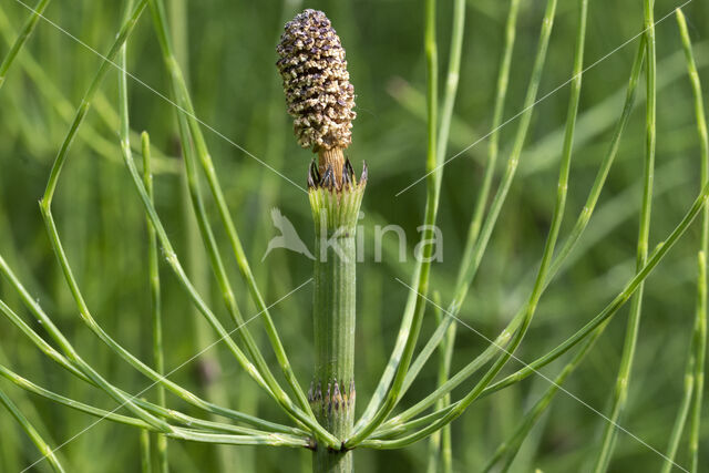 Holpijp (Equisetum fluviatile)