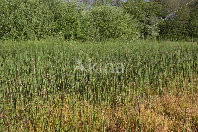 Holpijp (Equisetum fluviatile)