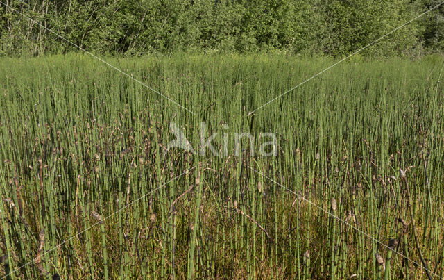 Waterhorsetail (Equisetum fluviatile)
