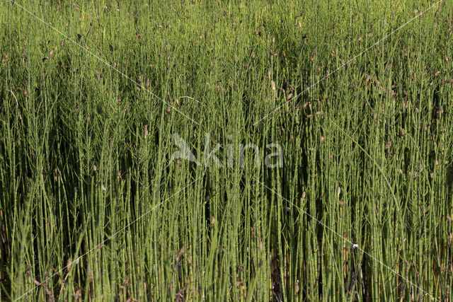 Waterhorsetail (Equisetum fluviatile)
