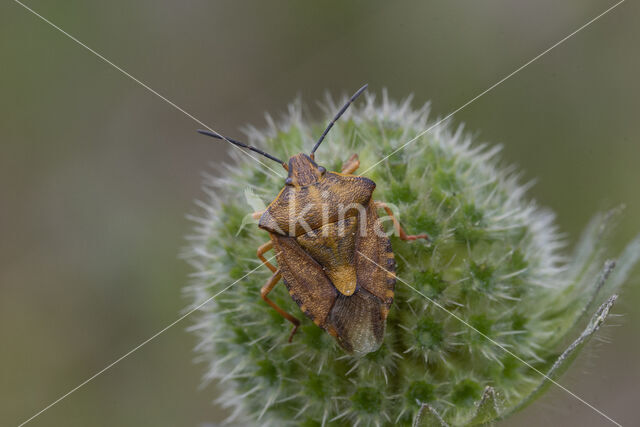 knoopkruidschildwants (carpocoris purpureipennis)