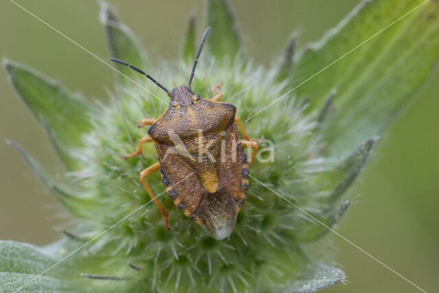 carpocoris purpureipennis