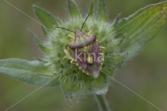 carpocoris purpureipennis