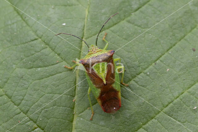 meidoornkielwants (acanthosoma haemorrhoidale)