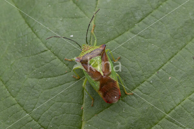 meidoornkielwants (acanthosoma haemorrhoidale)