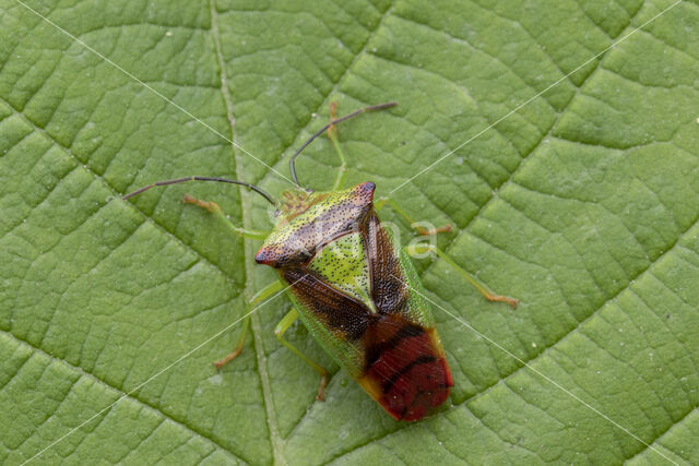meidoornkielwants (acanthosoma haemorrhoidale)