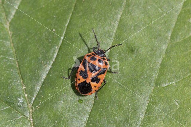 scharlaken schildwants (eurydema dominulus)